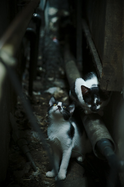 爱游戏官方-“法甲星光闪耀，球迷期待更多精彩”，法甲星星